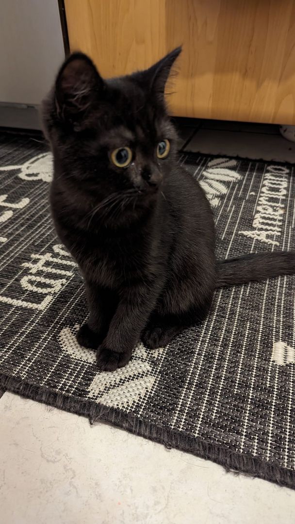 BKH Katze, Britisch Kurzhaar Katze