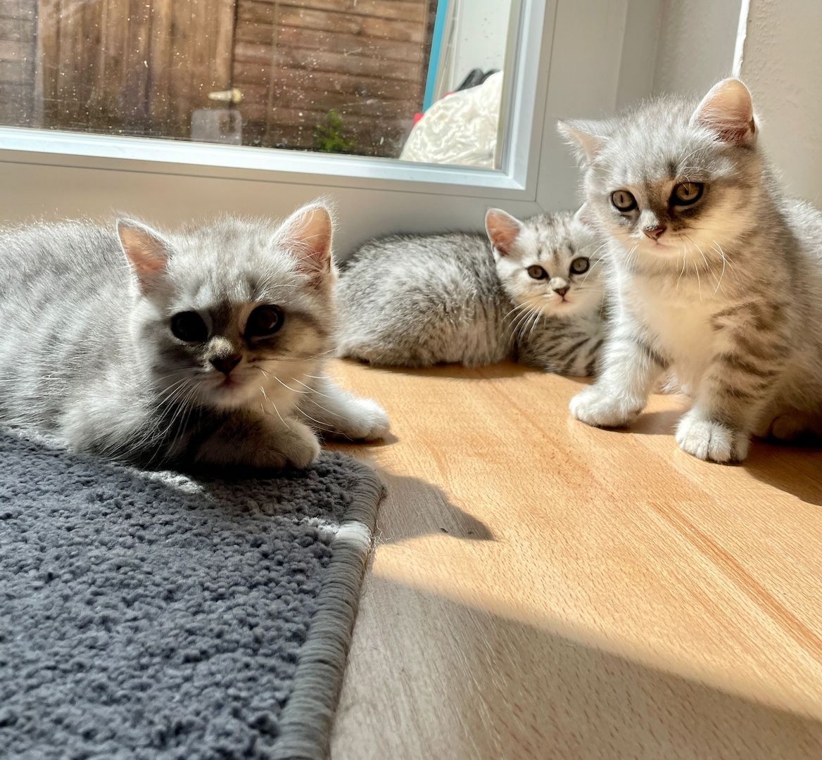 BKH Britisch Kurzhaar 5 Kitten