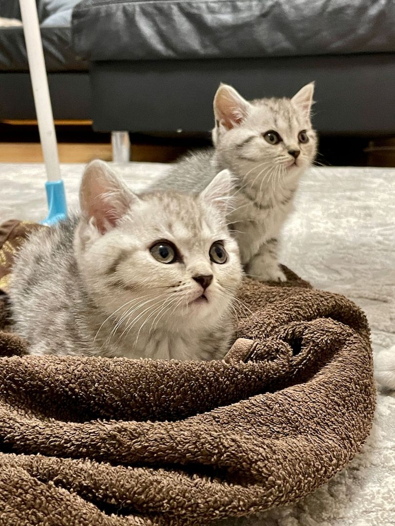 BKH Britisch Kurzhaar 5 Kitten