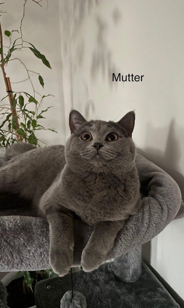 BKH Britisch Kurzhaar 5 Kitten