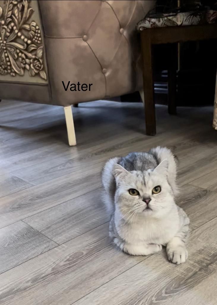 BKH Britisch Kurzhaar 5 Kitten