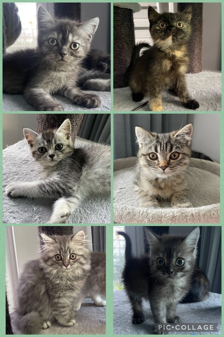 BKH Kitten Bkh Britisch kurzhaar Katze Katzen weiblich männlich Kater