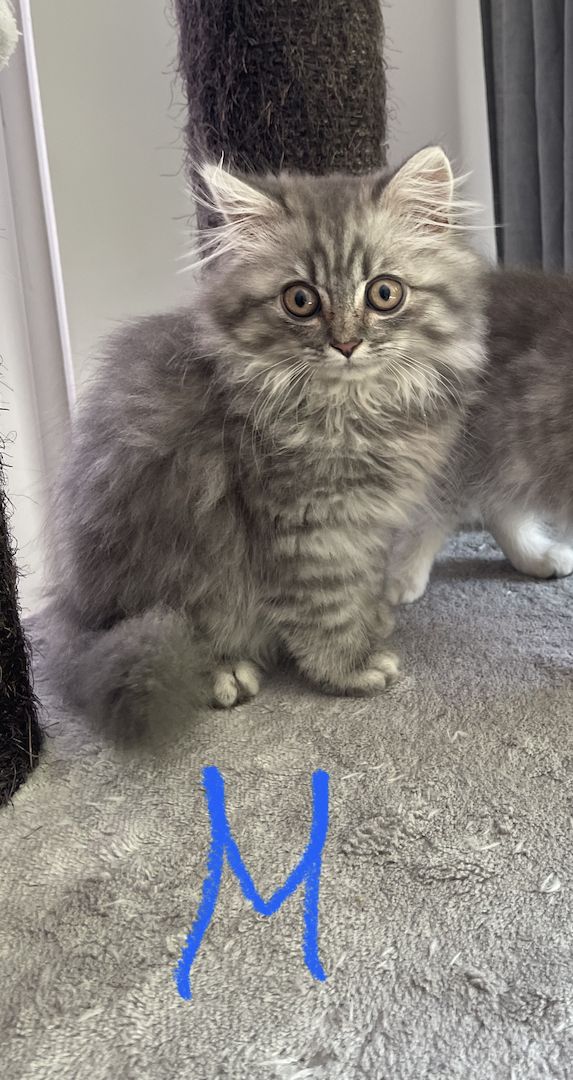 BKH Kitten Bkh Britisch kurzhaar Katze Katzen weiblich männlich Kater