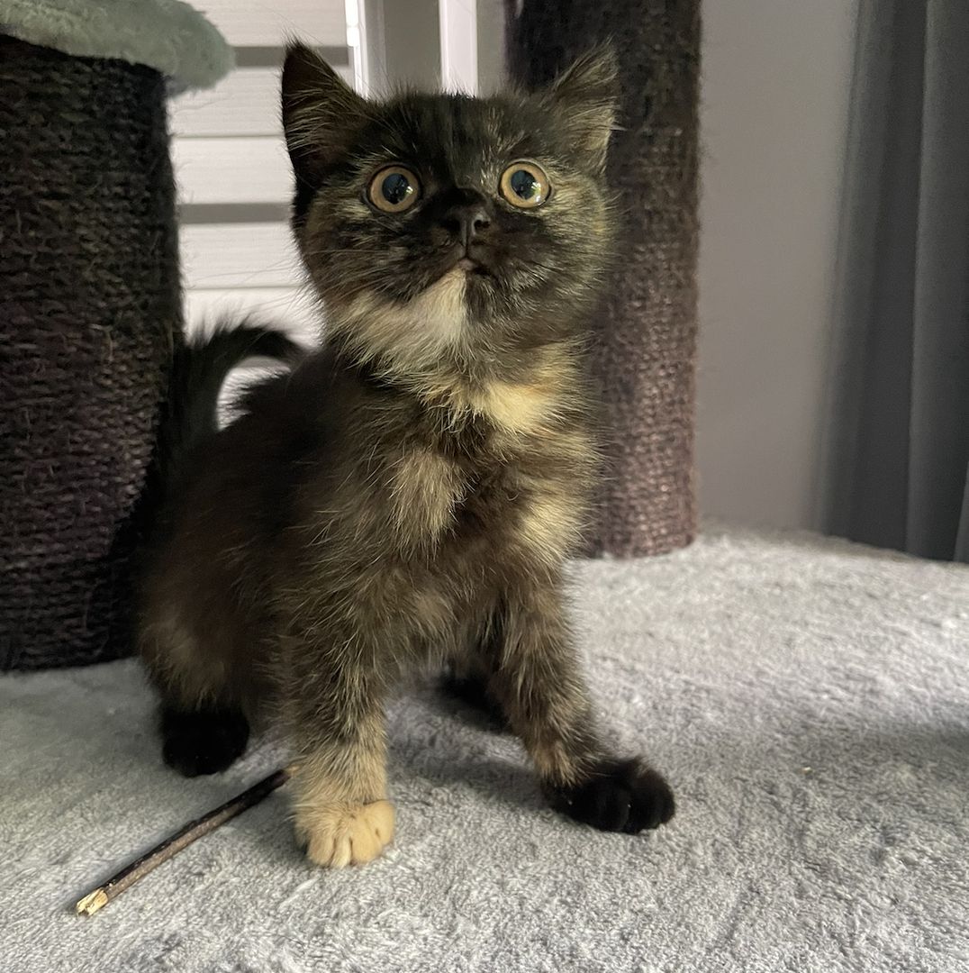 BKH Kitten Bkh Britisch kurzhaar Katze Katzen weiblich männlich Kater