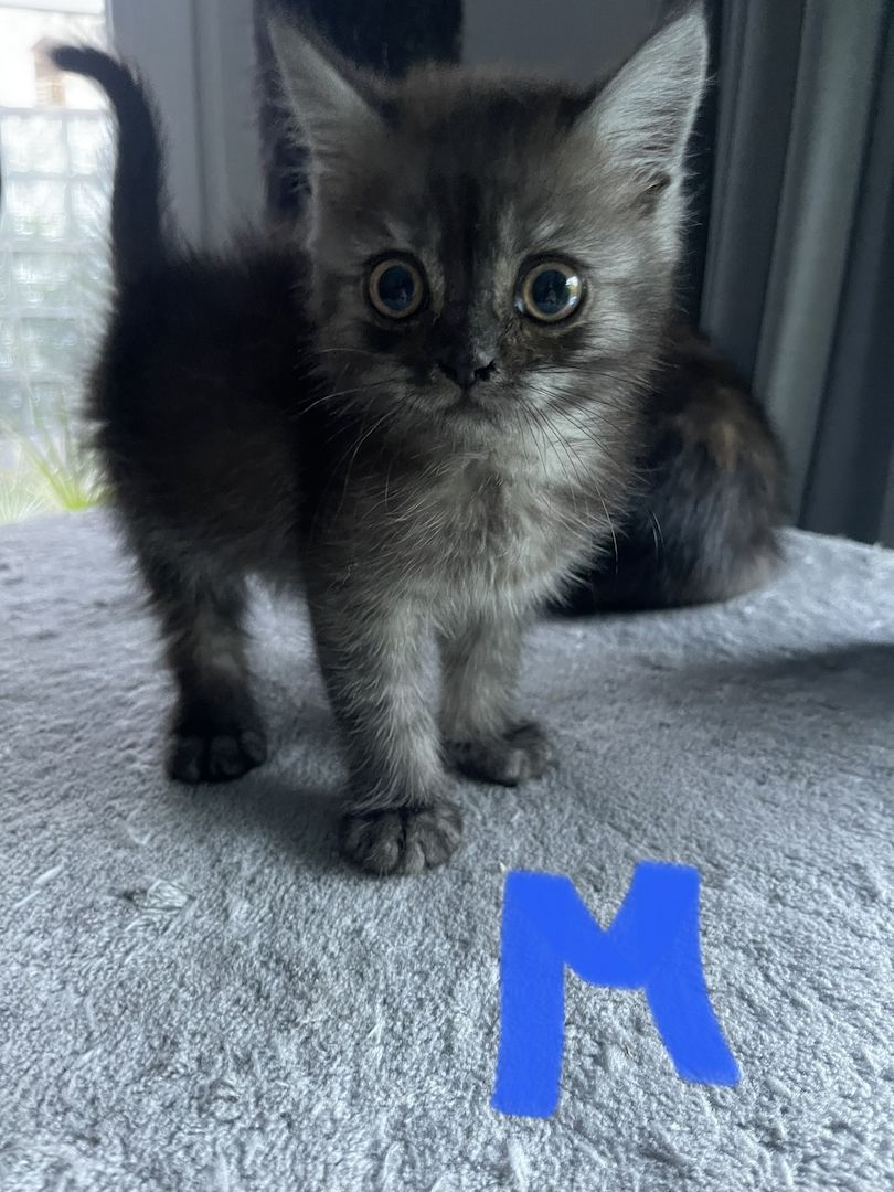 BKH Kitten Bkh Britisch kurzhaar Katze Katzen weiblich männlich Kater