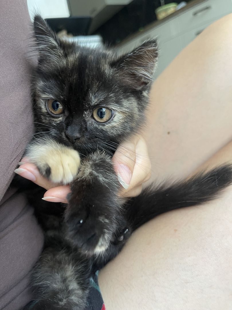 BKH Kitten Bkh Britisch kurzhaar Katze Katzen weiblich männlich Kater