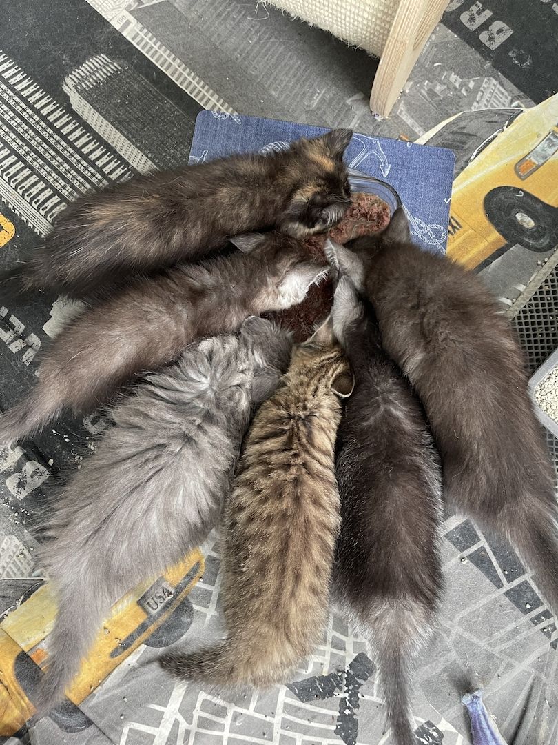 BKH Kitten Bkh Britisch kurzhaar Katze Katzen weiblich männlich Kater