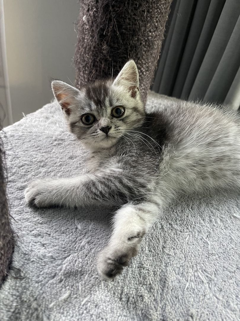 BKH Kitten Bkh Britisch kurzhaar Katze Katzen weiblich männlich Kater