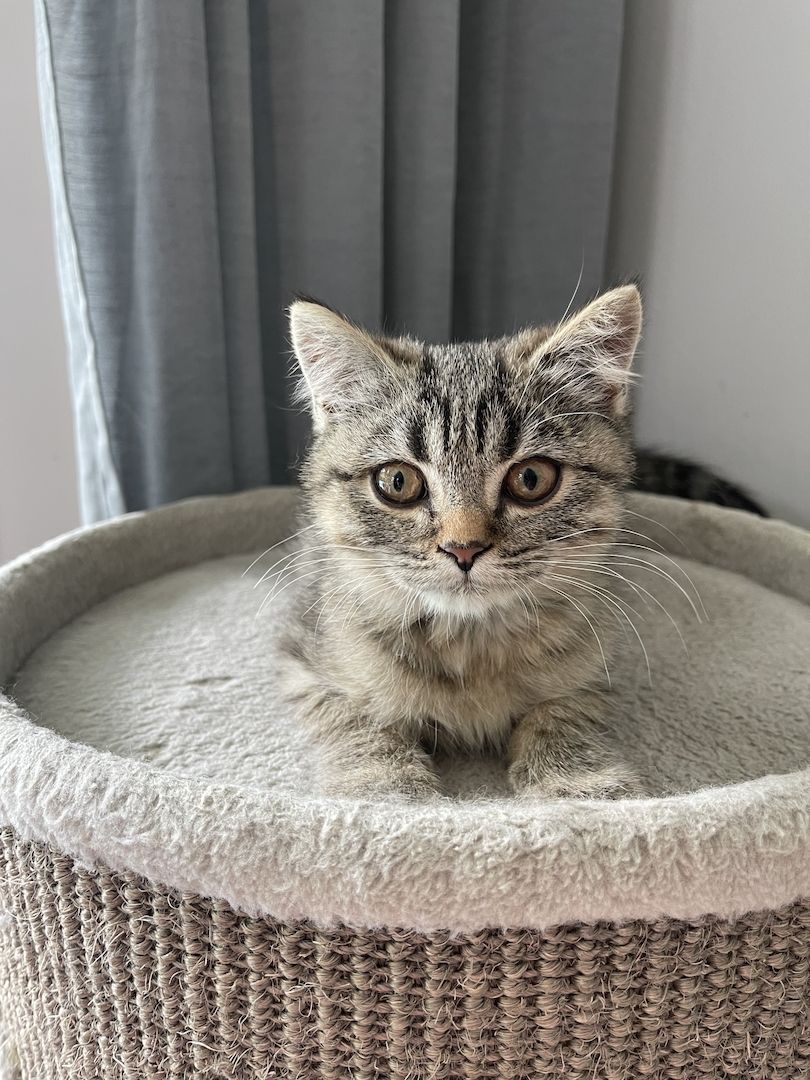 BKH Kitten Bkh Britisch kurzhaar Katze Katzen weiblich männlich Kater