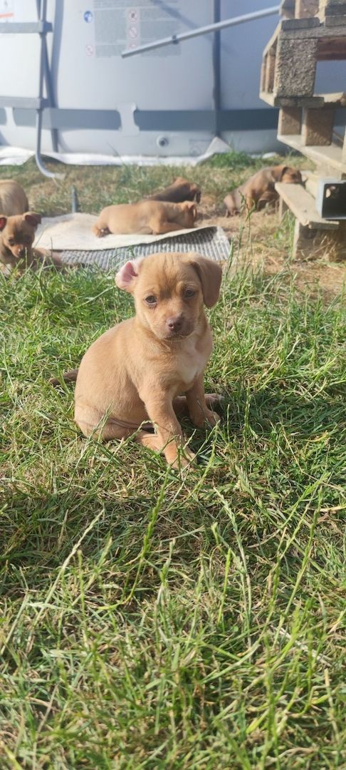 Pommeranian Mix Welpen