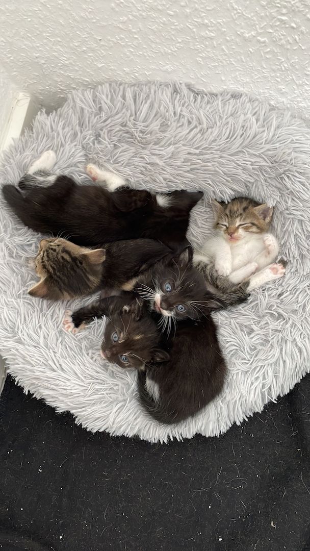 Kätzchen in liebevolle Hände abzugeben