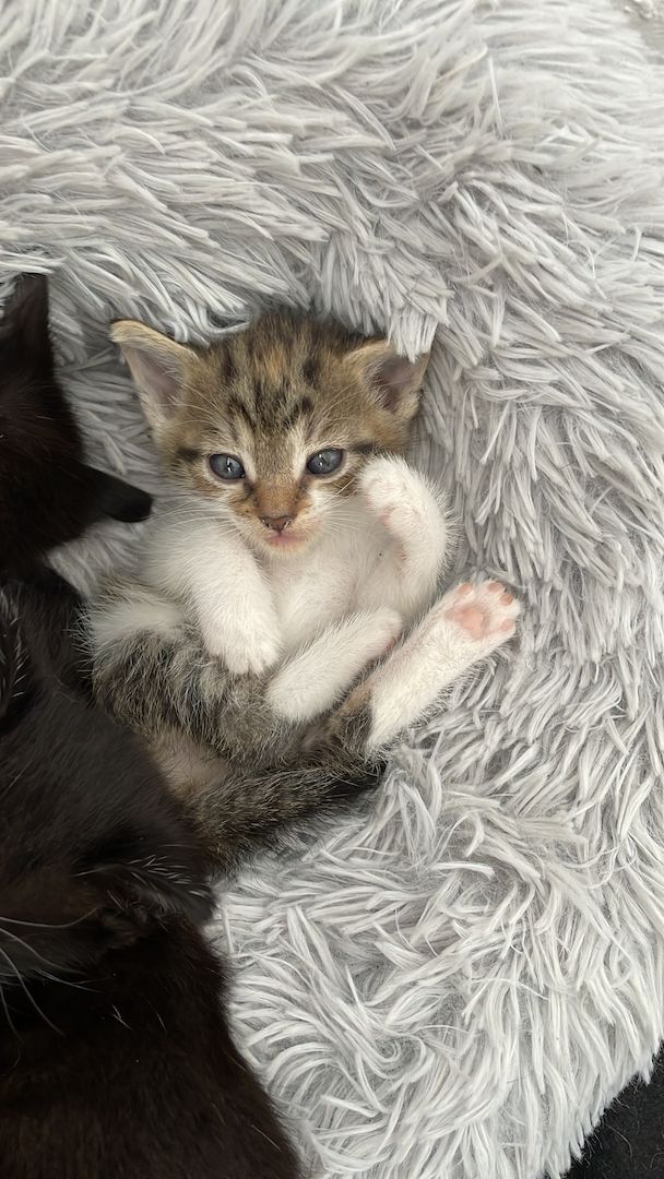 Kätzchen in liebevolle Hände abzugeben
