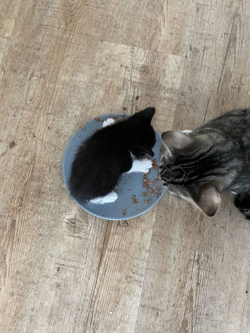 Kätzchen in liebevolle Hände abzugeben