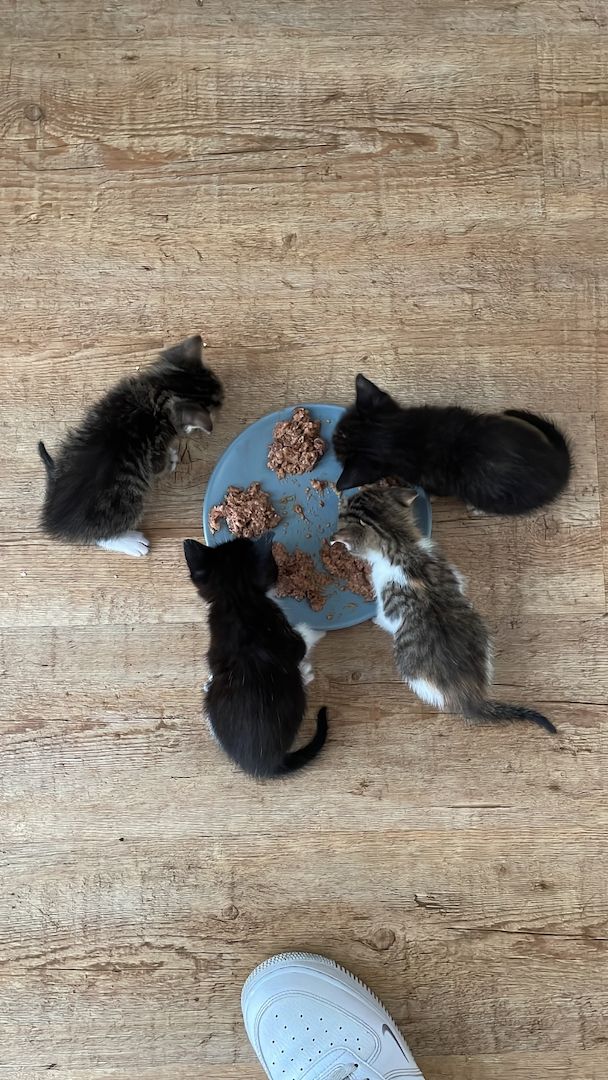 Kätzchen in liebevolle Hände abzugeben