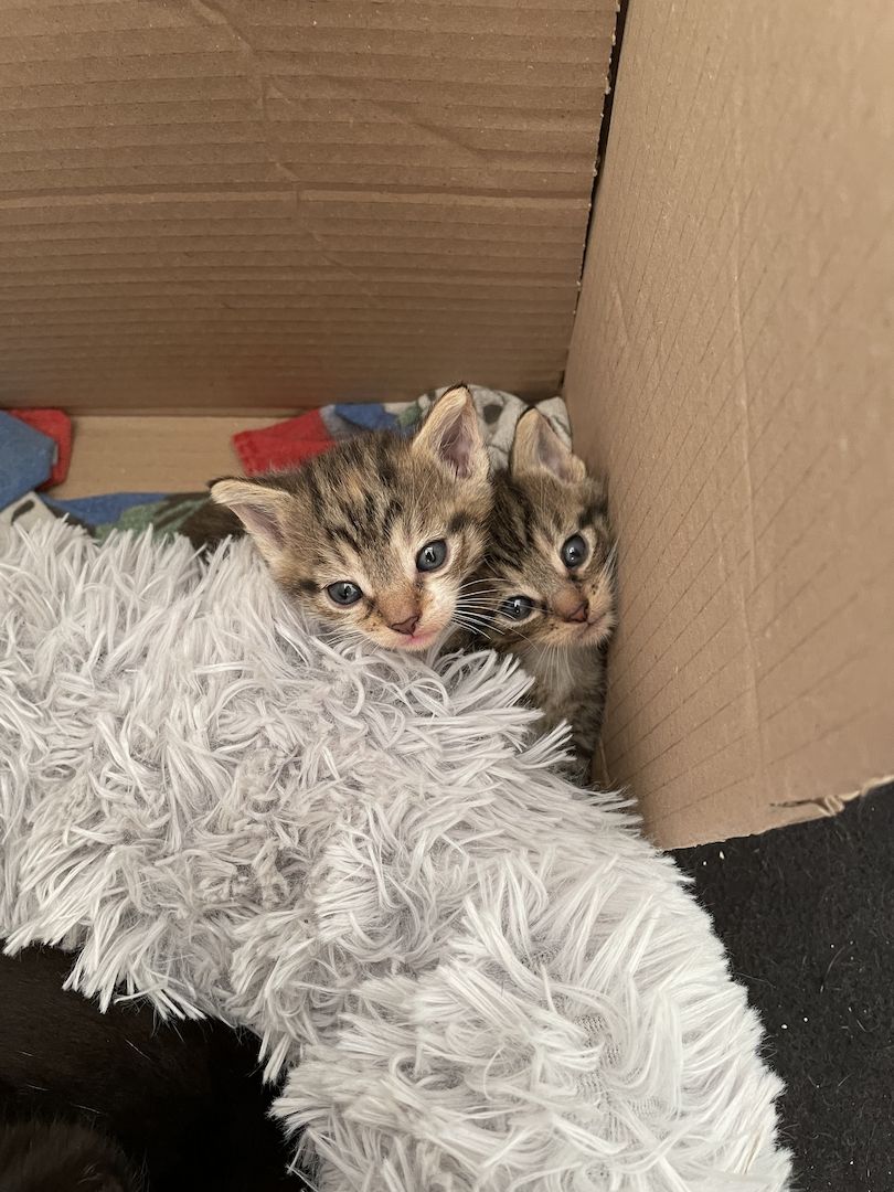 Kätzchen in liebevolle Hände abzugeben