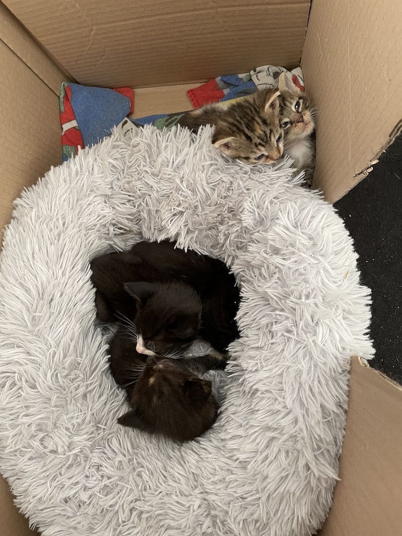 Kätzchen in liebevolle Hände abzugeben