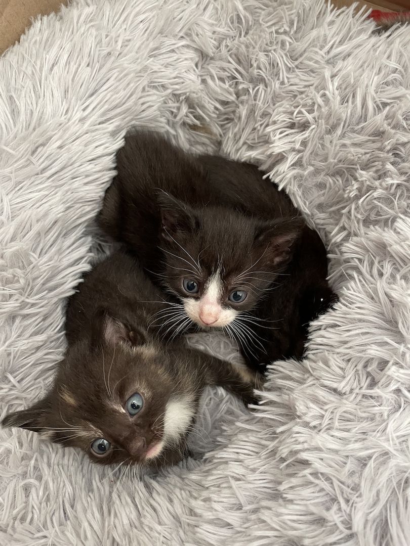 Kätzchen in liebevolle Hände abzugeben