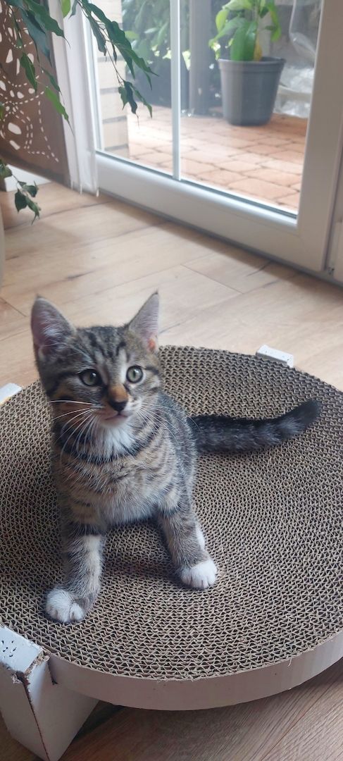 3 süße Kitten Mädchen