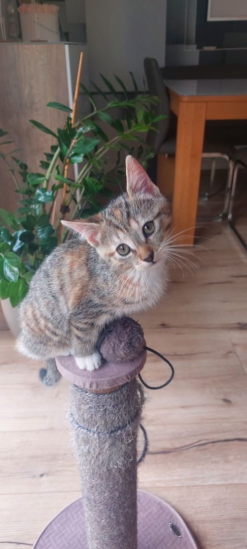 3 süße Kitten Mädchen