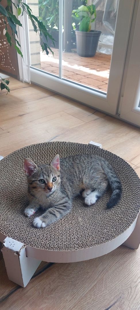 3 süße Kitten Mädchen