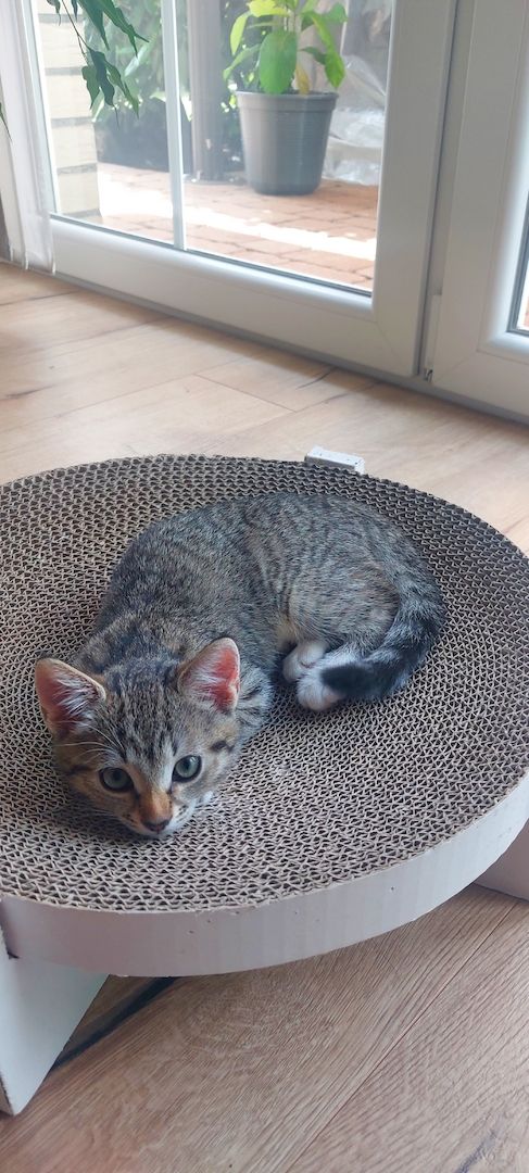 3 süße Kitten Mädchen