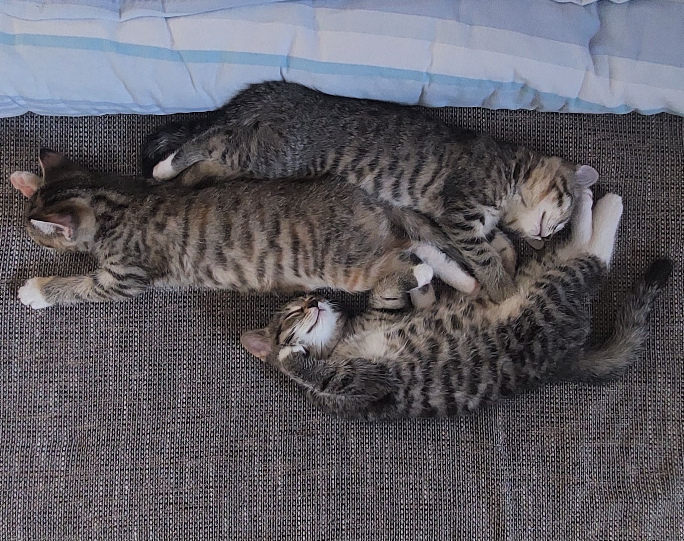 3 süße Kitten Mädchen