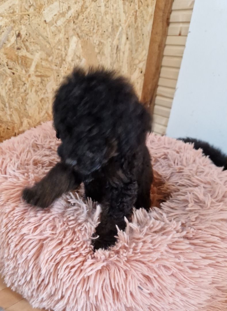 Süsse zwergpudel Welpen