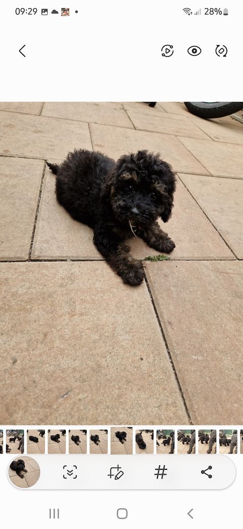 Süsse zwergpudel Welpen