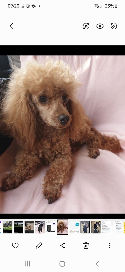 Süsse zwergpudel Welpen