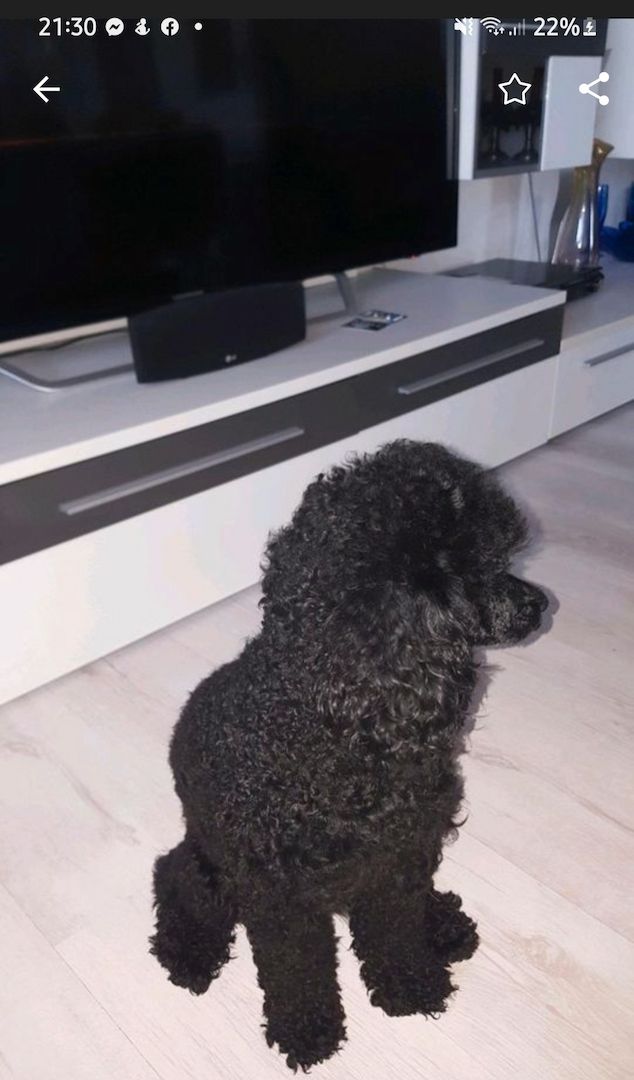 Süsse zwergpudel Welpen