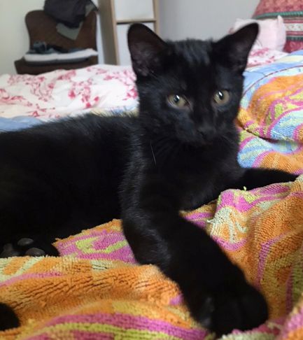 Kleiner schwarzer Kater sucht ein Zuhause