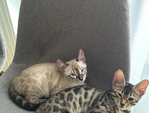 Bengal Kitten Allergiker geeignet   Abgabebereit
