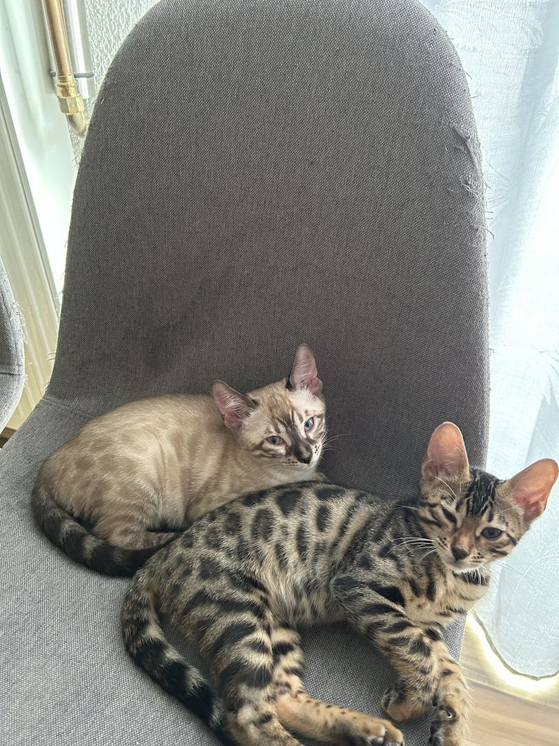 Bengal Kitten Allergiker geeignet   Abgabebereit