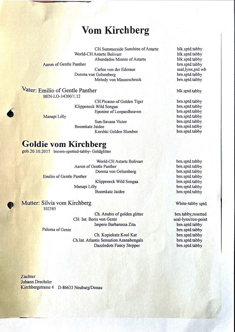 Bengal Kitten Allergiker geeignet   Abgabebereit