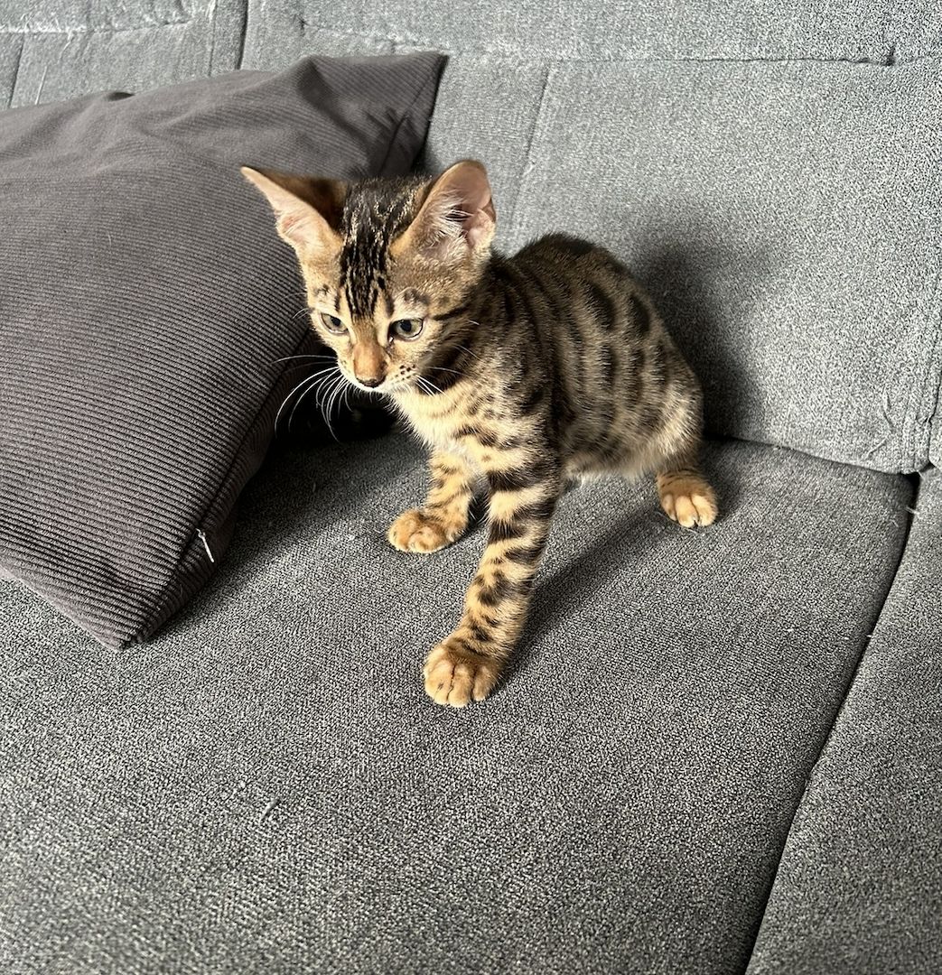 Bengal Kitten Allergiker geeignet   Abgabebereit