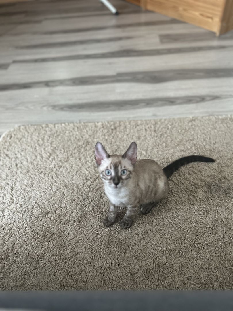 Bengal Kitten Allergiker geeignet   Abgabebereit