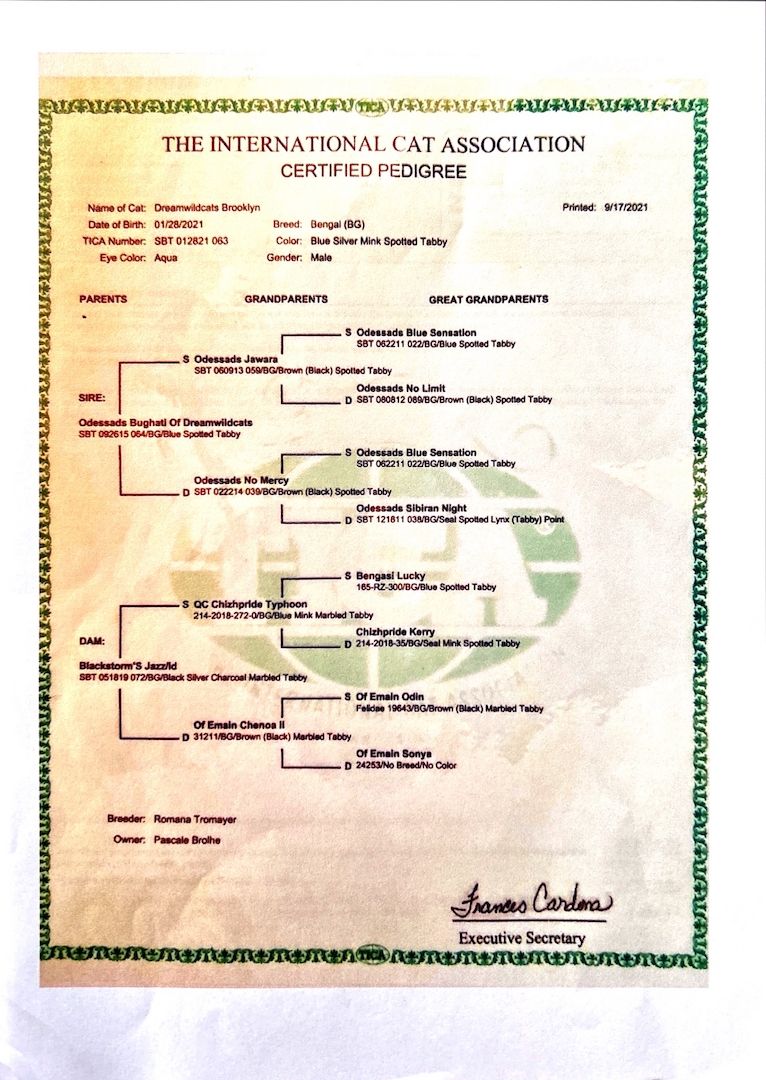 Bengal Kitten Allergiker geeignet   Abgabebereit