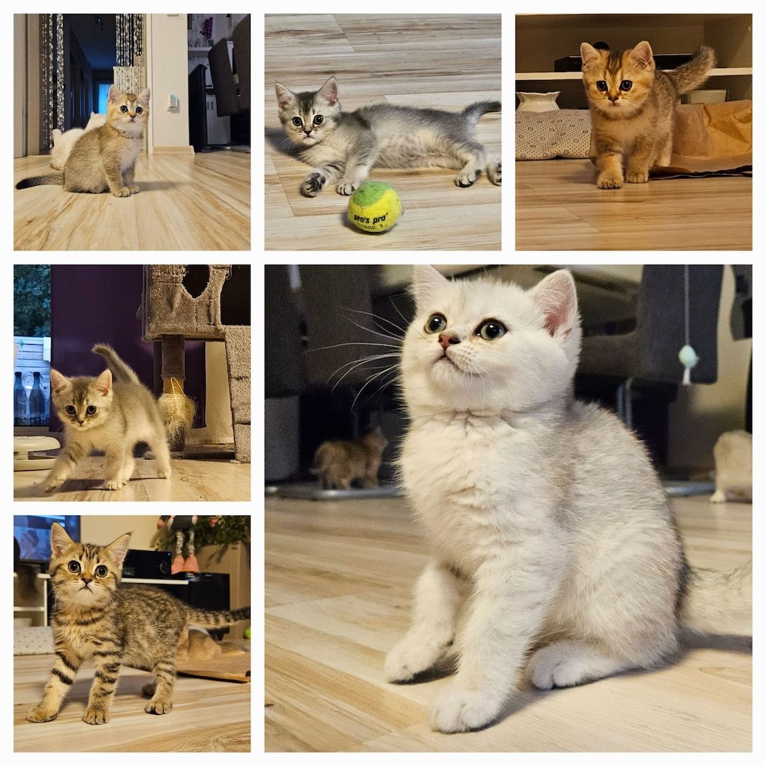 9 Wunderschöne BKH Kitten suchen nach einem Zuhause