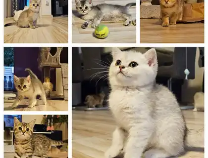 9 Wunderschöne BKH Kitten suchen nach einem Zuhause