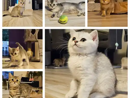 9 Wunderschöne BKH Kitten suchen nach einem Zuhause