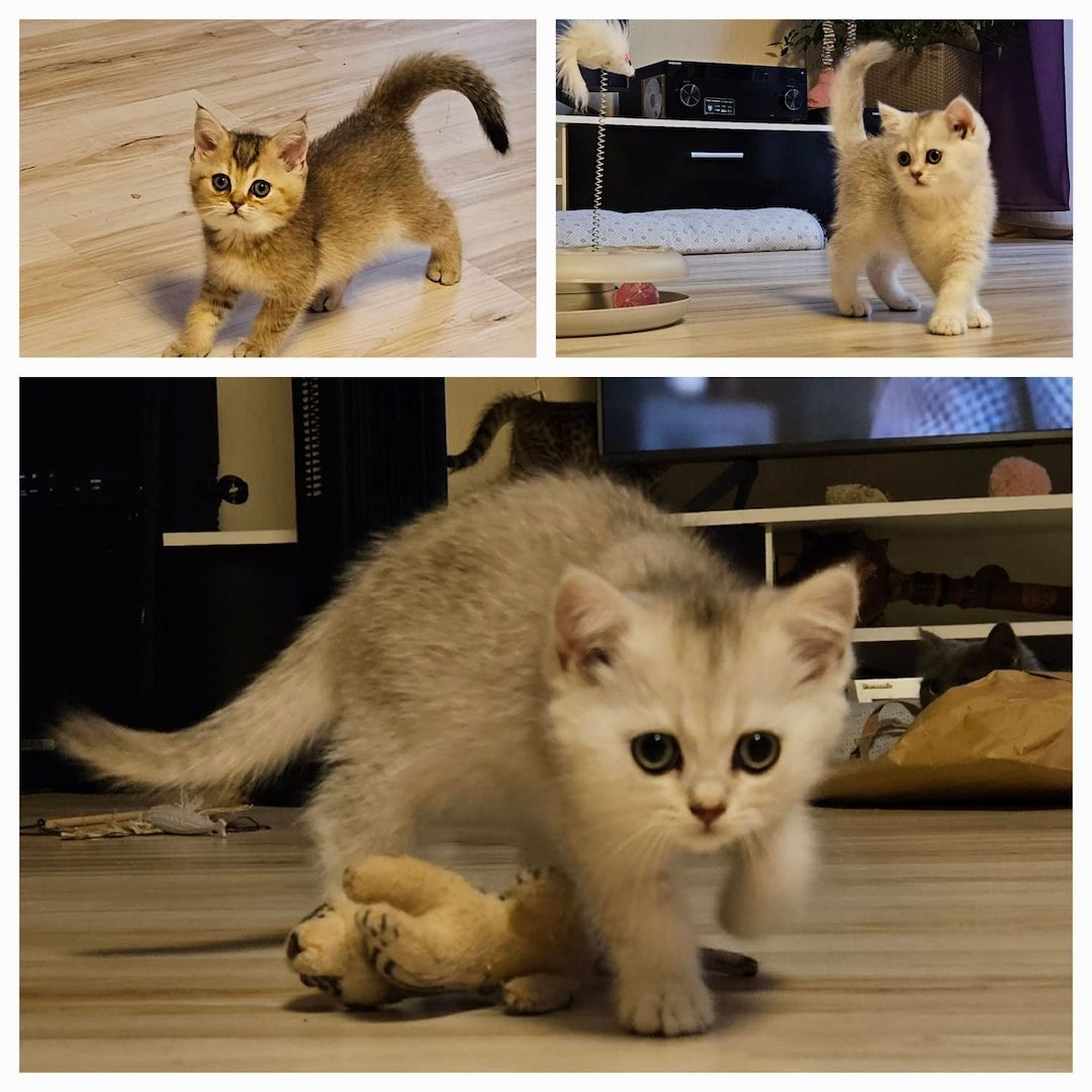 9 Wunderschöne BKH Kitten suchen nach einem Zuhause