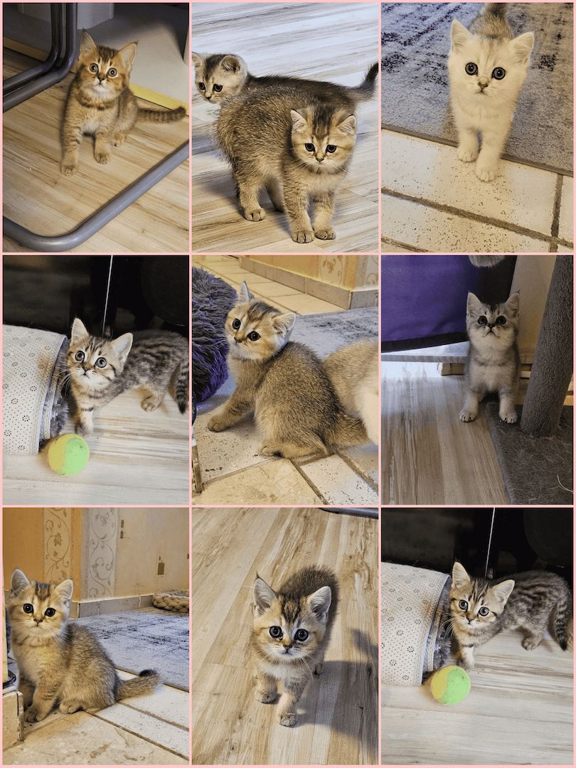 9 Wunderschöne BKH Kitten suchen nach einem Zuhause