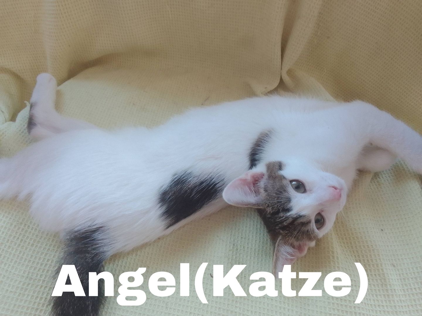 Katze und Kater suchen liebevolles Zuhause