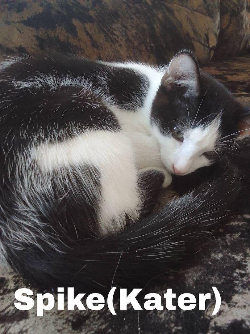 Katze und Kater suchen liebevolles Zuhause