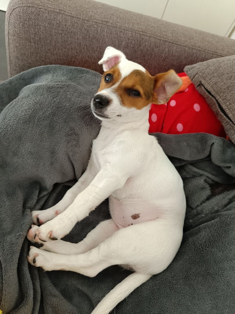 Jack Russel Terrier Jack Russel Terrier