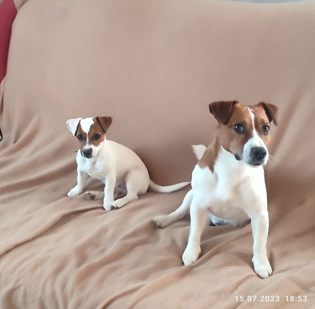 Jack Russel Terrier Jack Russel Terrier