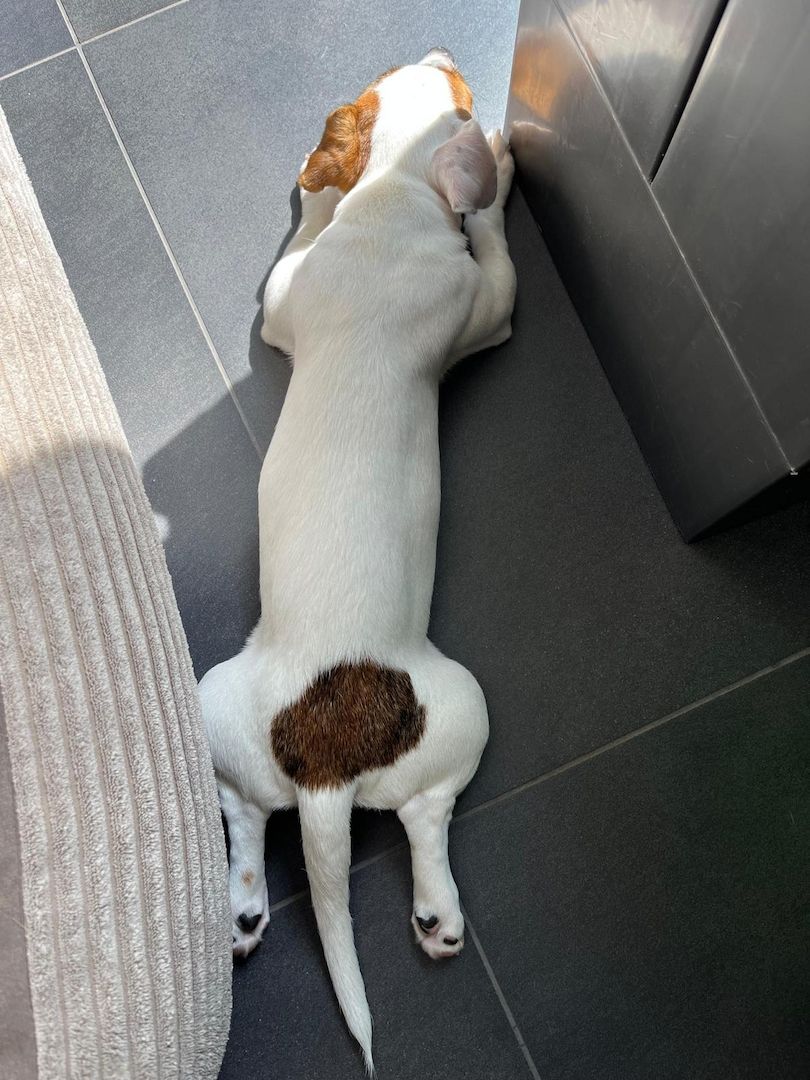 Jack Russel Terrier Jack Russel Terrier