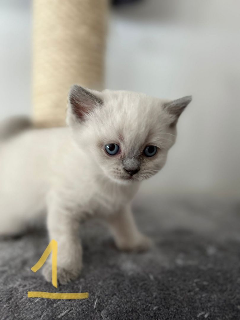 BKH Kitten