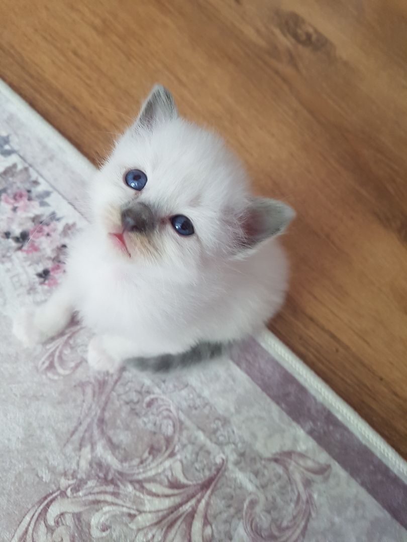 Heilige Bima  Kitten