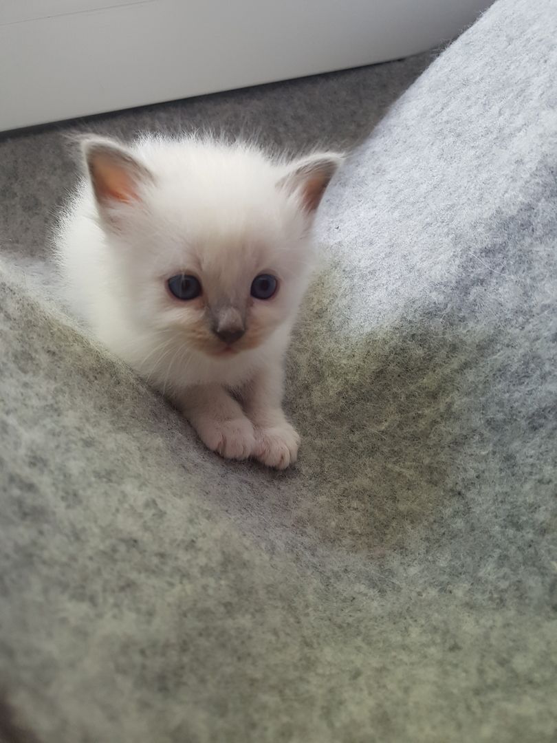 Heilige Bima  Kitten